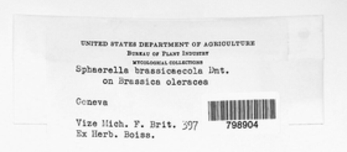 Mycosphaerella brassicicola image